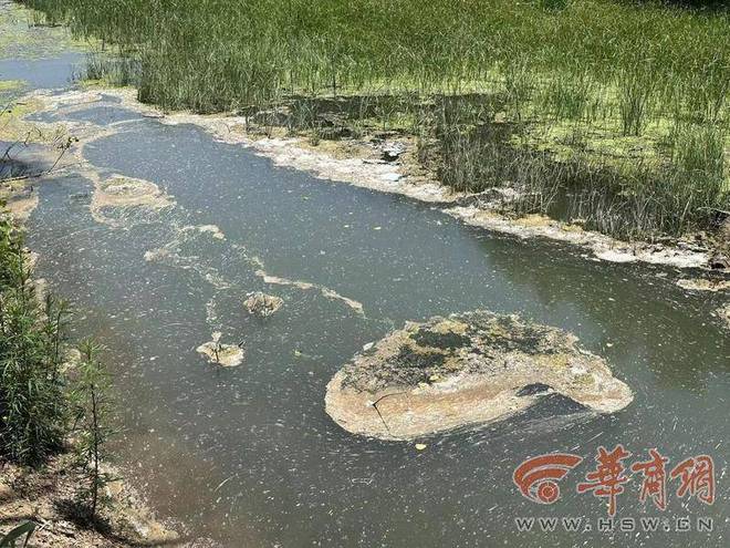 深圳水库惊现大量发臭死鱼,环境之殇与治理之困 深圳水库惊现大量发臭死鱼,环境之殇与治理之困